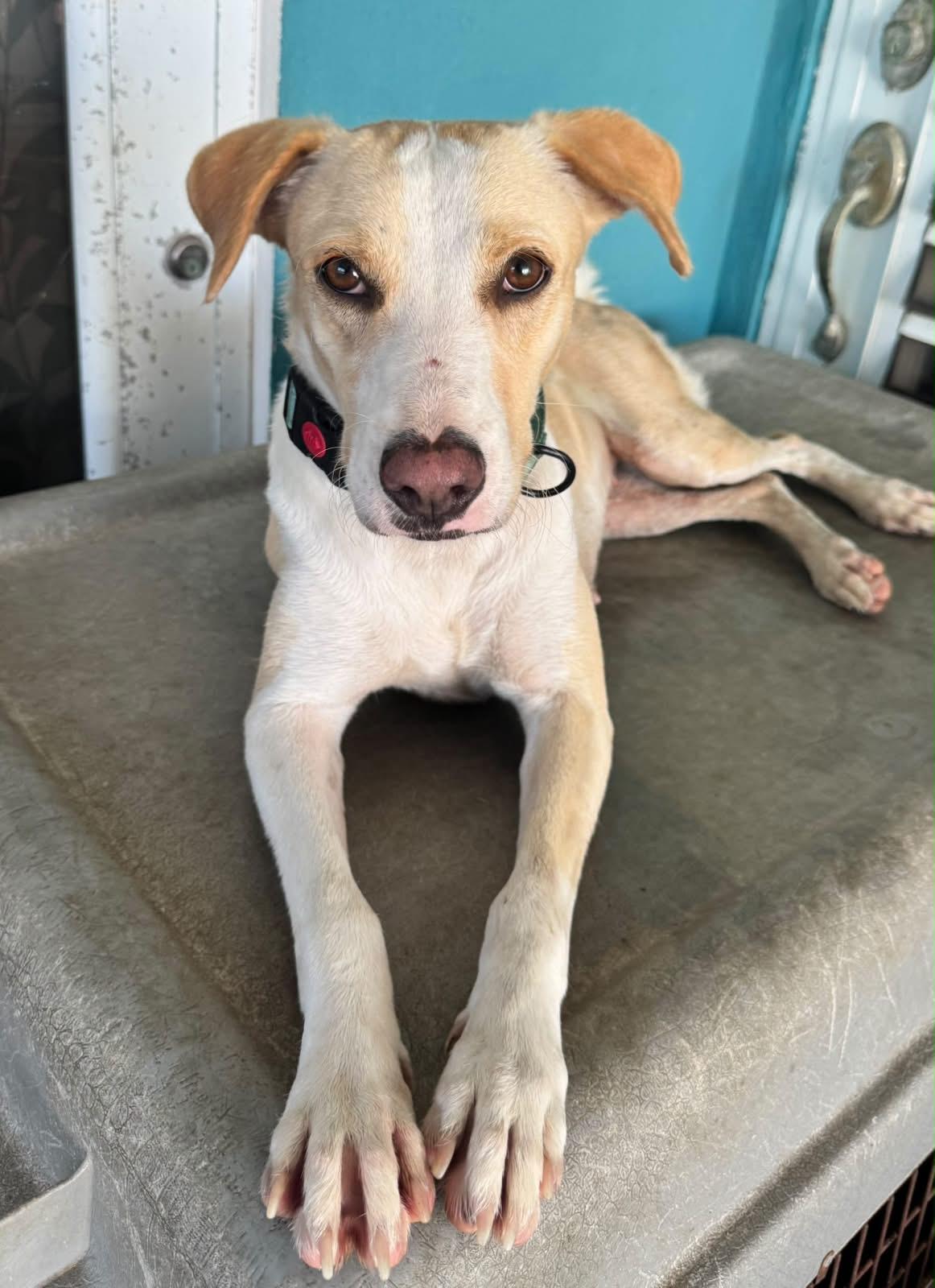 Enlarge Eva, a ADOPTABLE mixed breed in Loiza, PR image 2/2