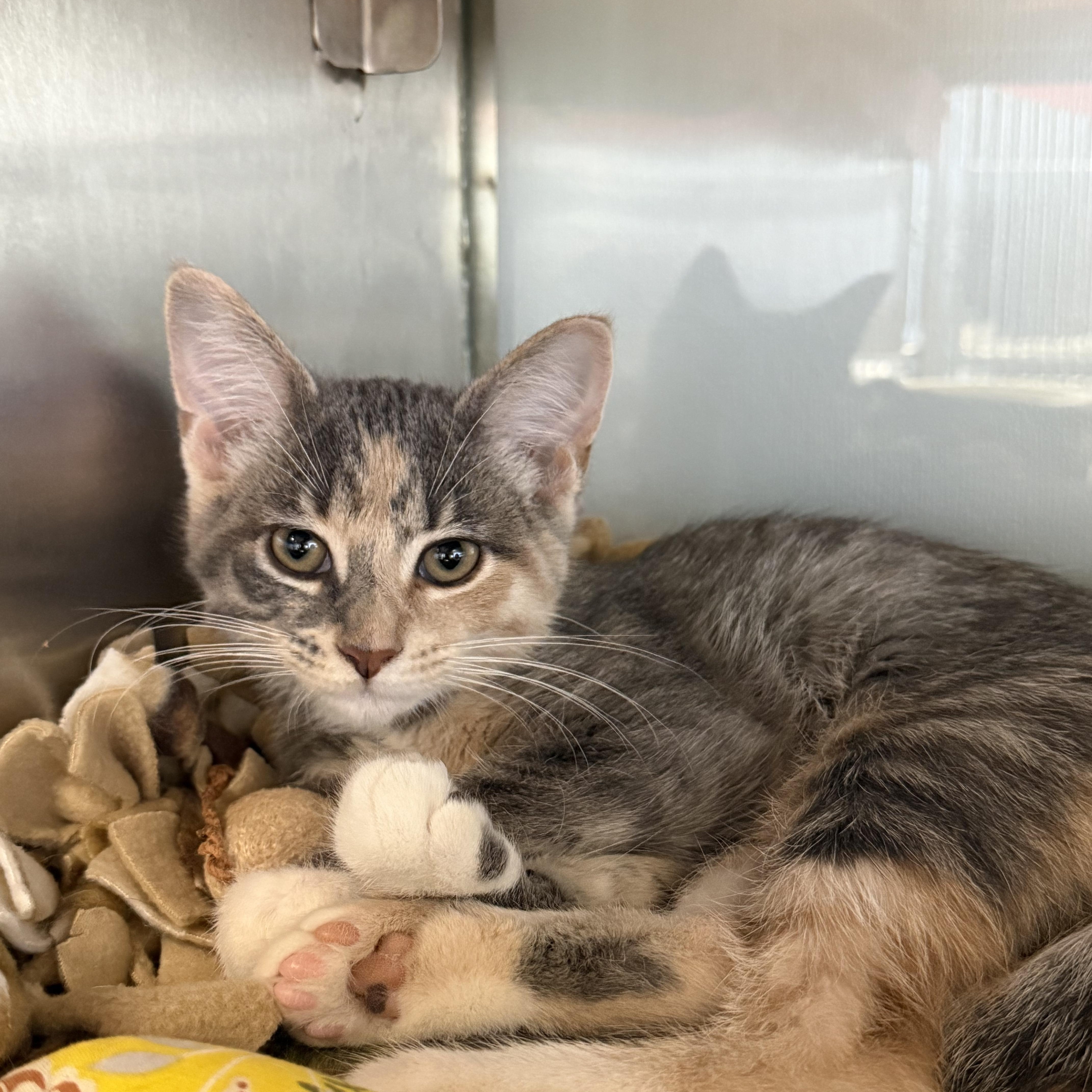 Enlarge Reese Whiskerspoon, an adopted American Shorthair in Midland, MI image 2/4