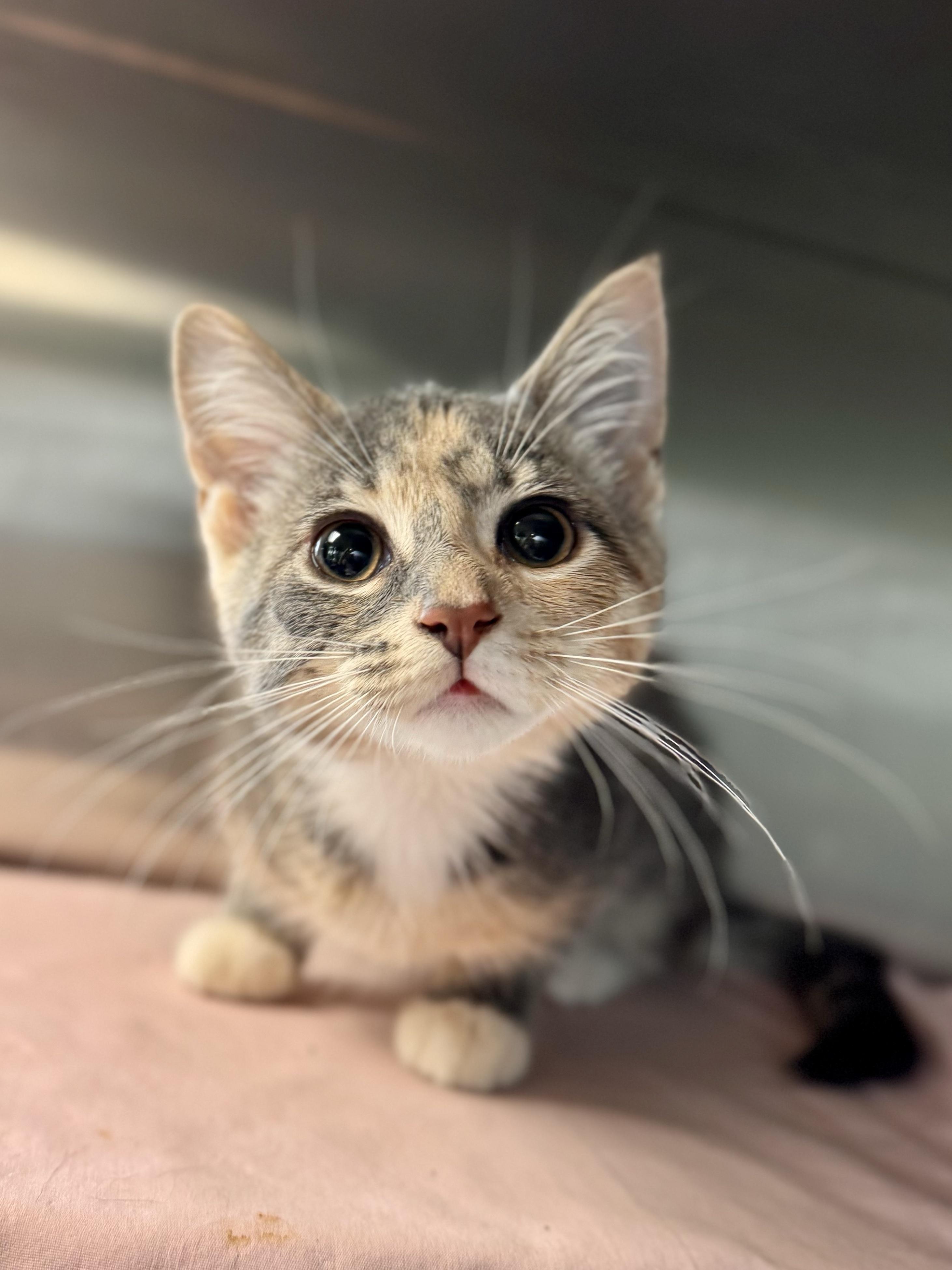 Enlarge Reese Whiskerspoon, an adopted American Shorthair in Midland, MI image 1/4