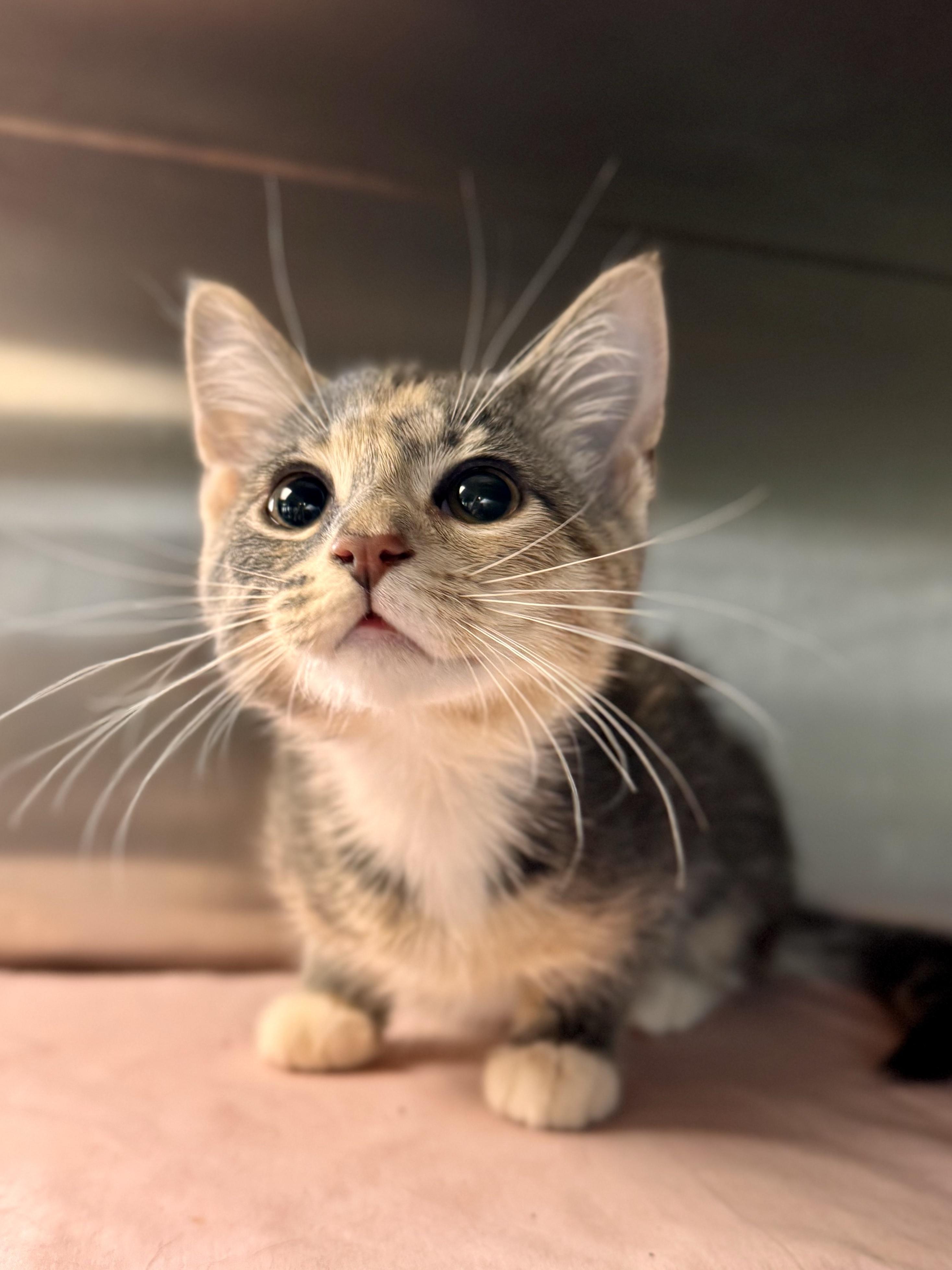 Enlarge Reese Whiskerspoon, an adopted American Shorthair in Midland, MI image 4/4