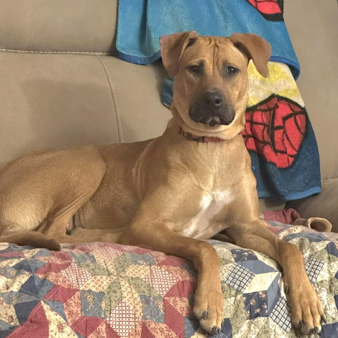 Pumpkin, a Adoptable mixed breed in Albany, NY image 1/6