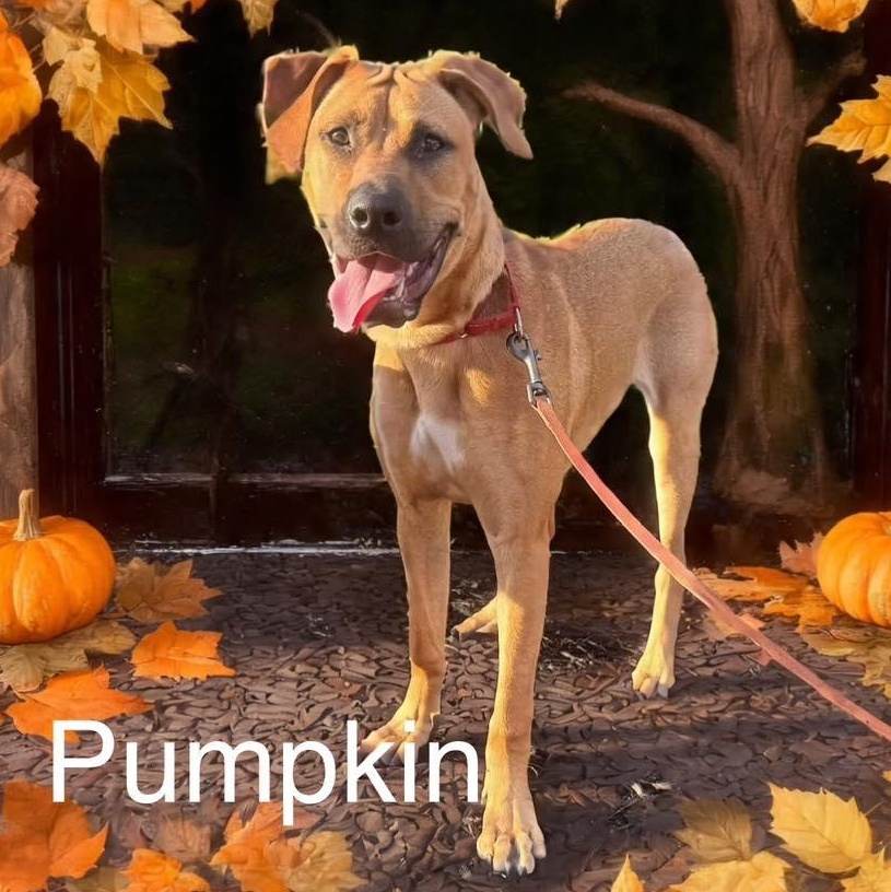 Pumpkin, a Adoptable mixed breed in Albany, NY image 2/6