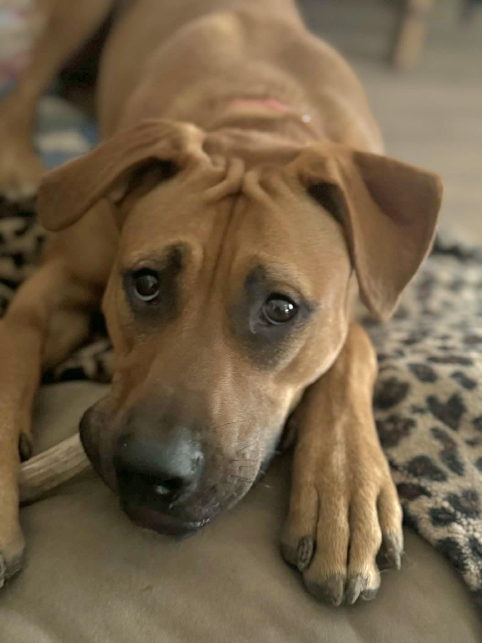 Pumpkin, a Adoptable mixed breed in Albany, NY image 3/6