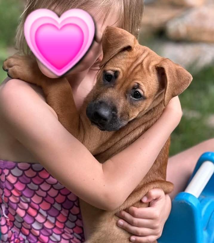 Pumpkin, a Adoptable mixed breed in Albany, NY image 4/6