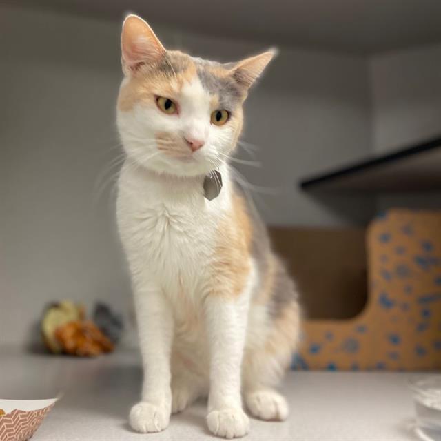 CHLOE, Adoptable, Adult Female Domestic Short Hair.