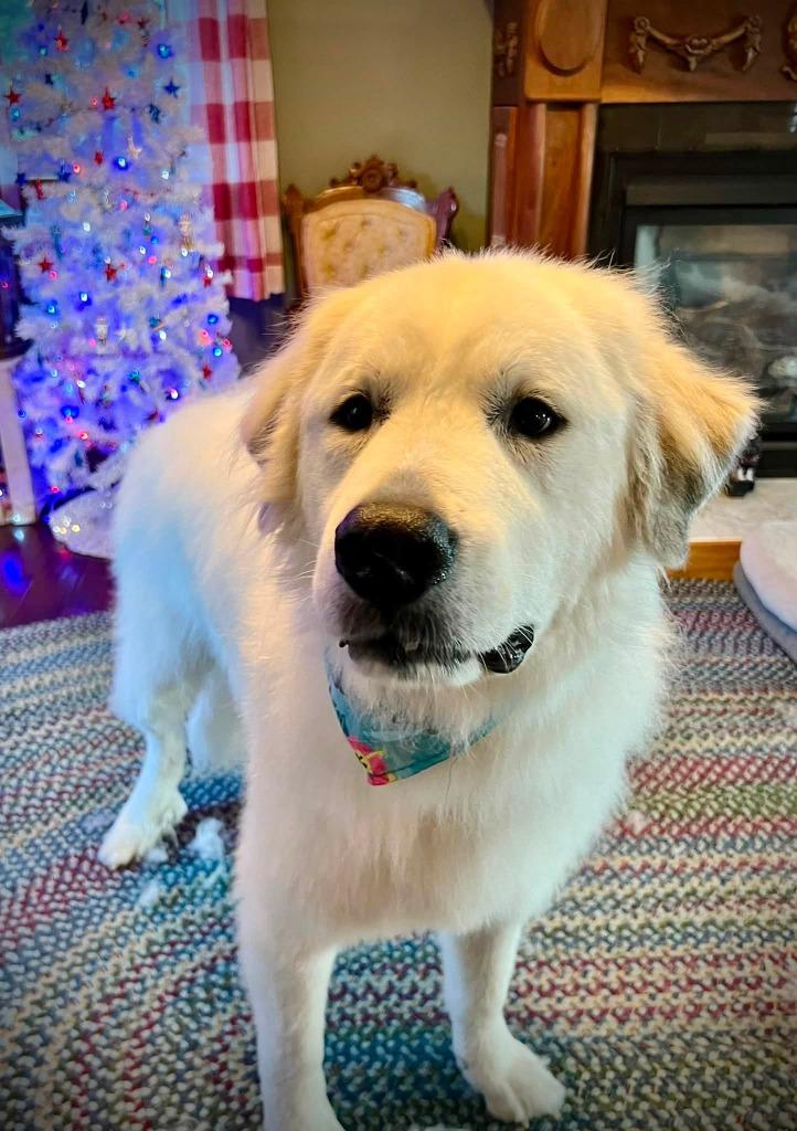 Enlarge Kevin, a Adoptable Great Pyrenees in Waverly, NY image 1/2