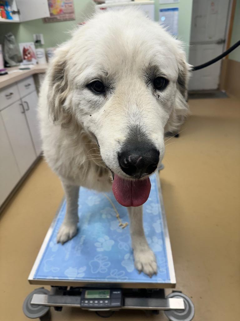 Enlarge Kevin, a Adoptable Great Pyrenees in Waverly, NY image 2/2