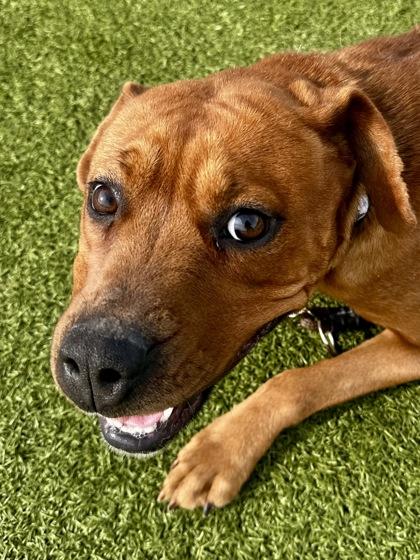 Enlarge Sena, a Adoptable mixed breed in Wichita, KS image 2/3