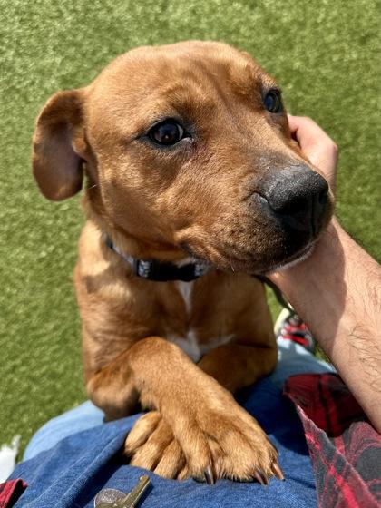 Enlarge Sena, a Adoptable mixed breed in Wichita, KS image 3/3