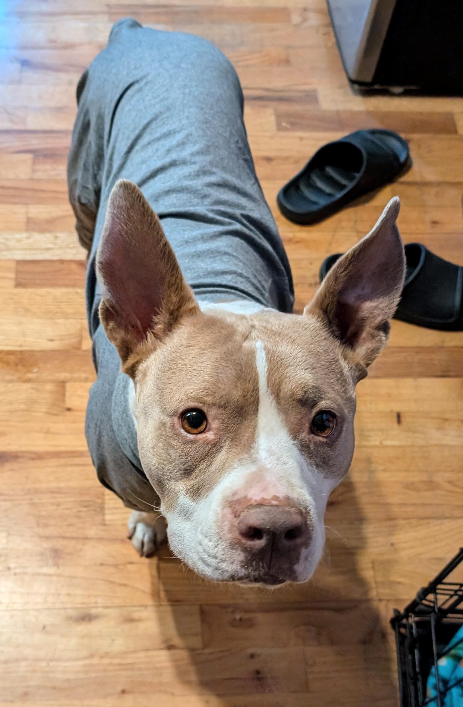 Enlarge Susie Q, an adopted Pit Bull Terrier in Salem, OR image 4/6