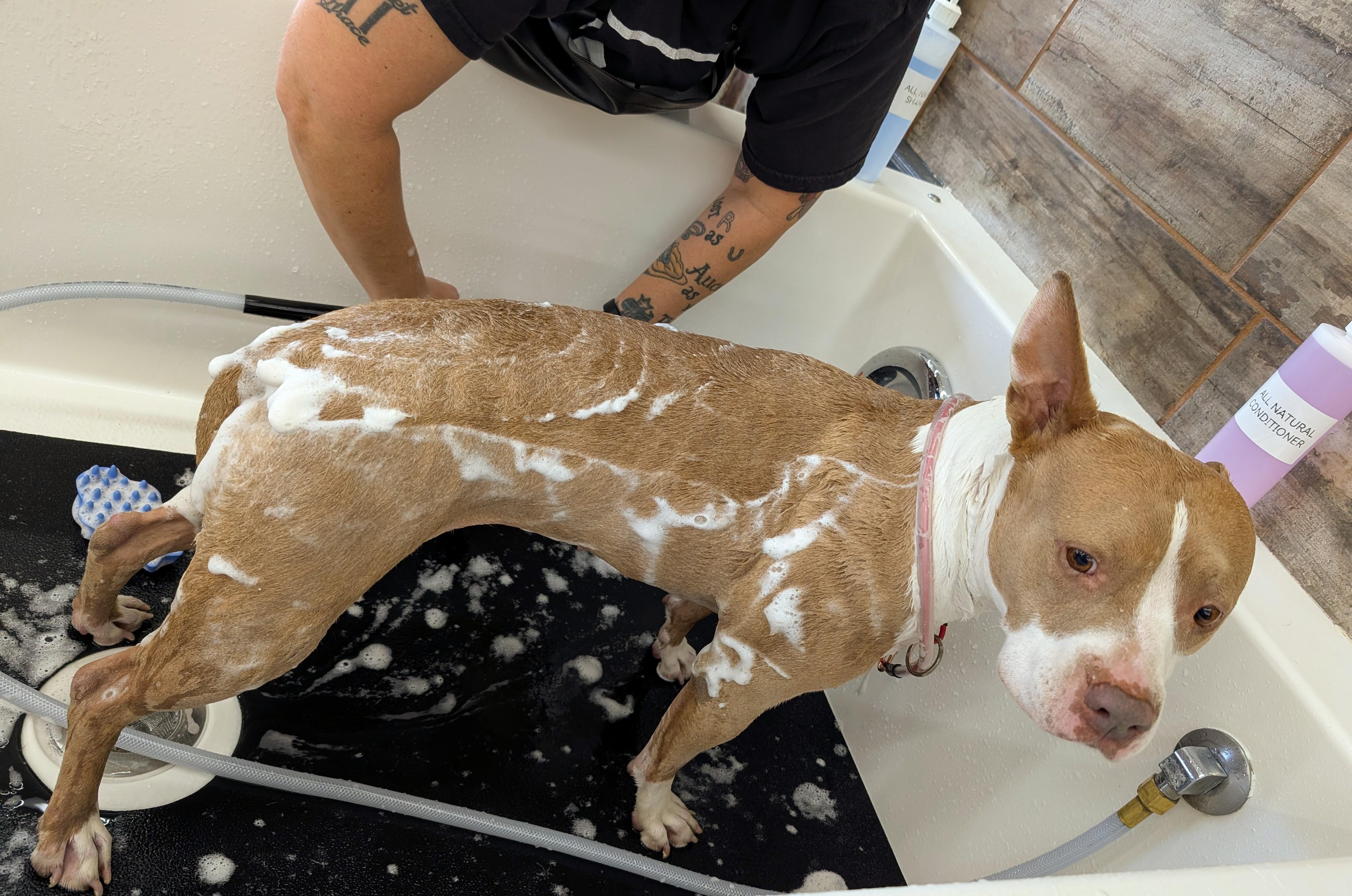 Enlarge Susie Q, an adopted Pit Bull Terrier in Salem, OR image 5/6