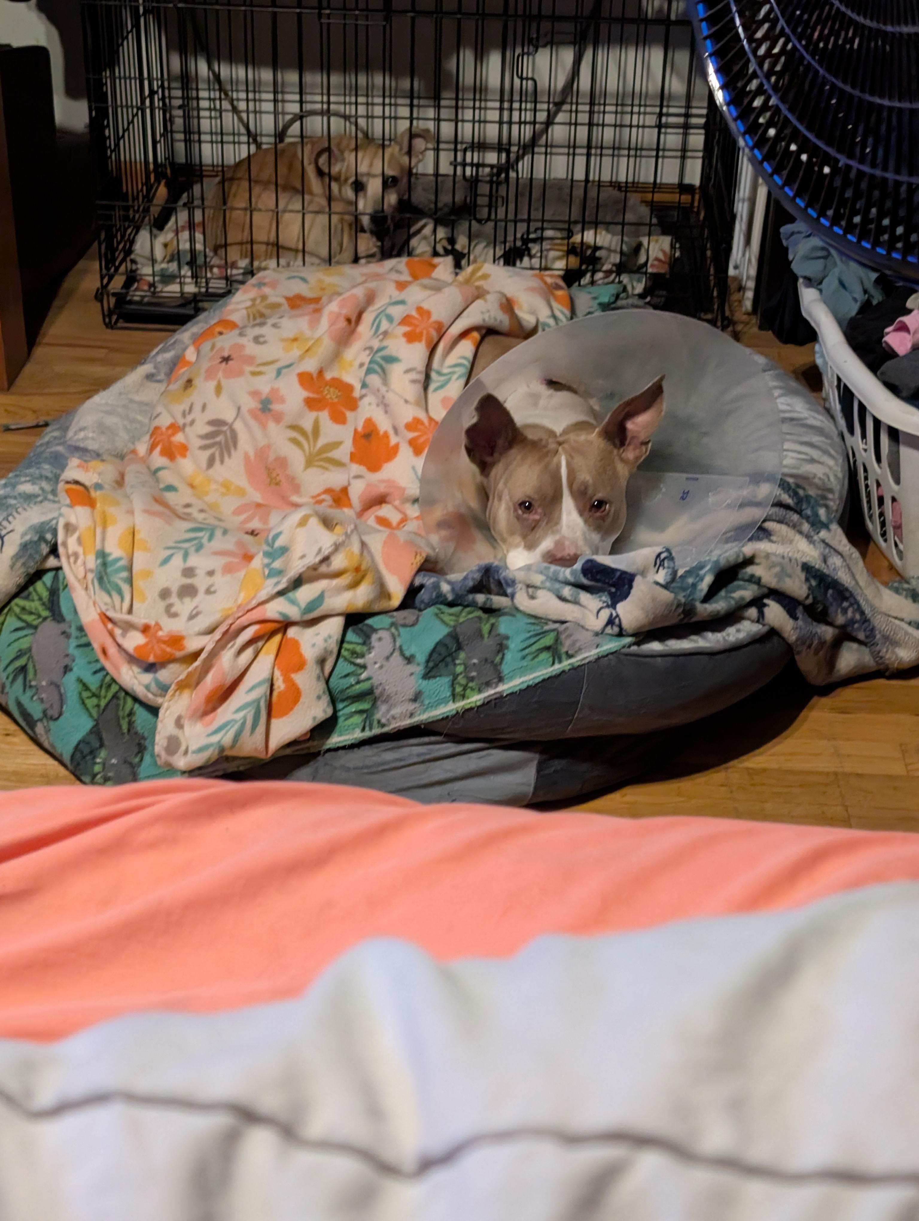 Enlarge Susie Q, an adopted Pit Bull Terrier in Salem, OR image 6/6