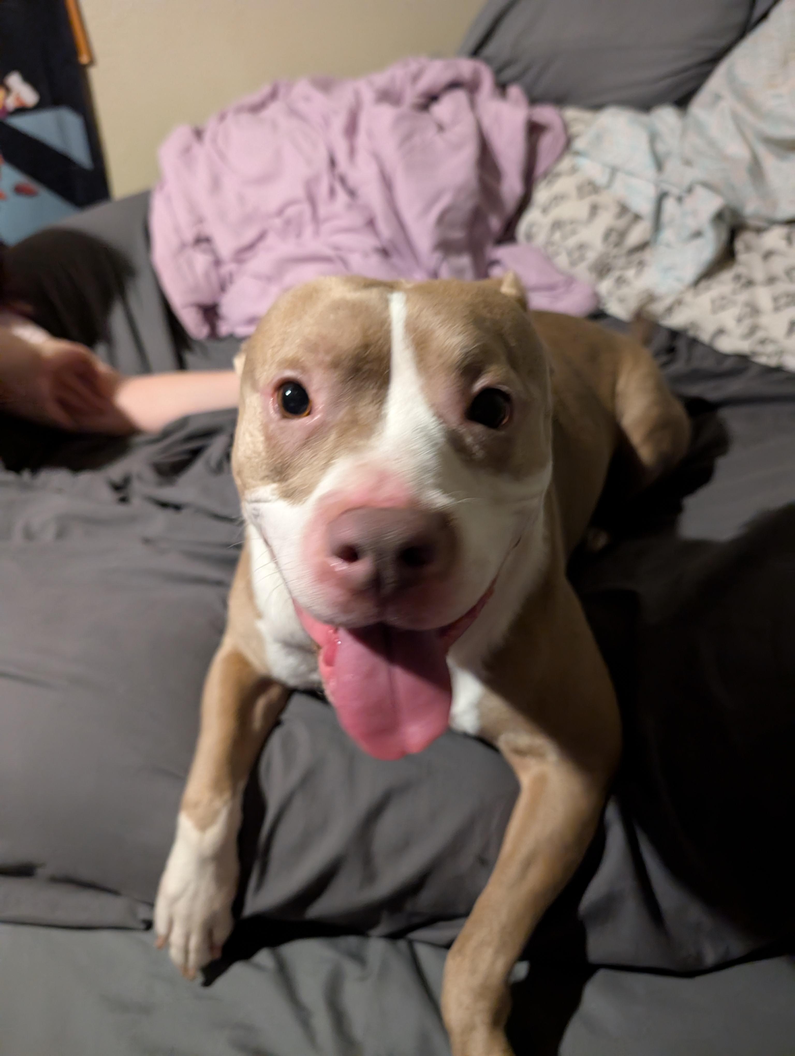 Enlarge Susie Q, an adopted Pit Bull Terrier in Salem, OR image 1/6