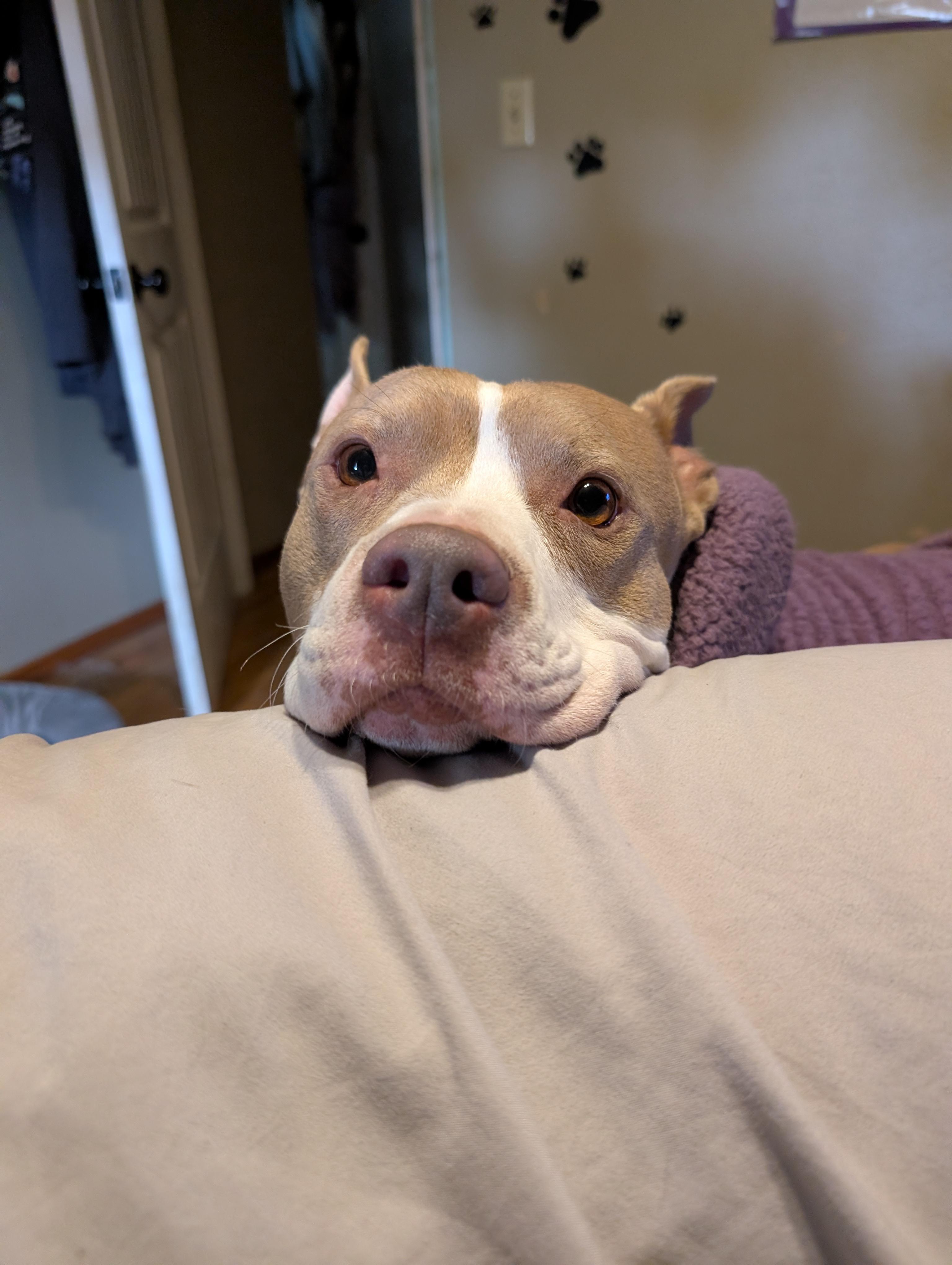 Enlarge Susie Q, an adopted Pit Bull Terrier in Salem, OR image 2/6