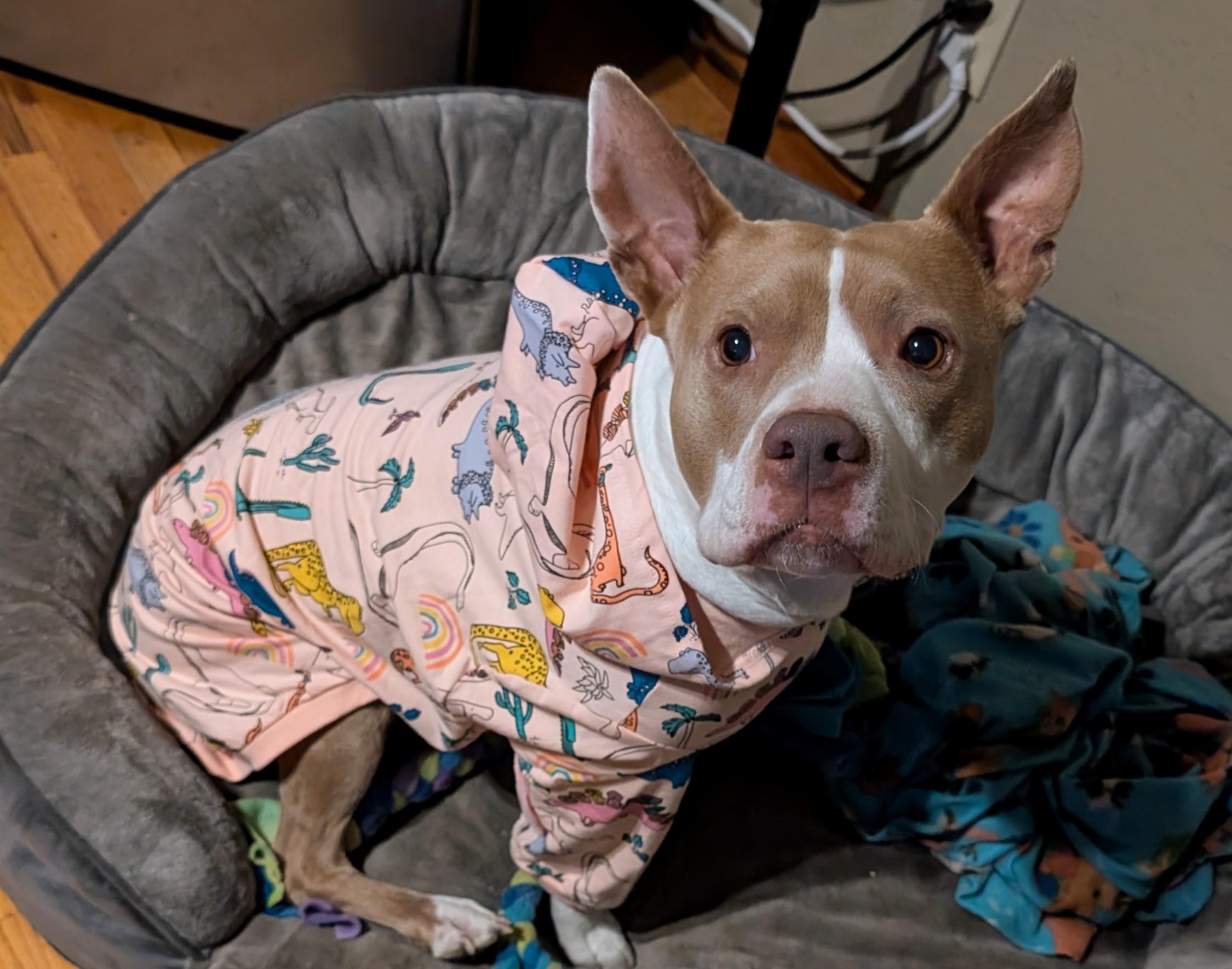 Susie Q, adopted, Young Female Pit Bull Terrier.