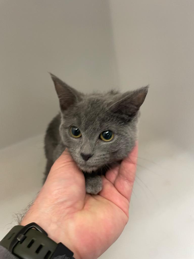 Enlarge Fancy, a Adoptable mixed breed in Columbia, TN image 1/1