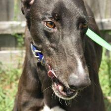 LENINGRAD, Adoptable, Adult Male Greyhound.