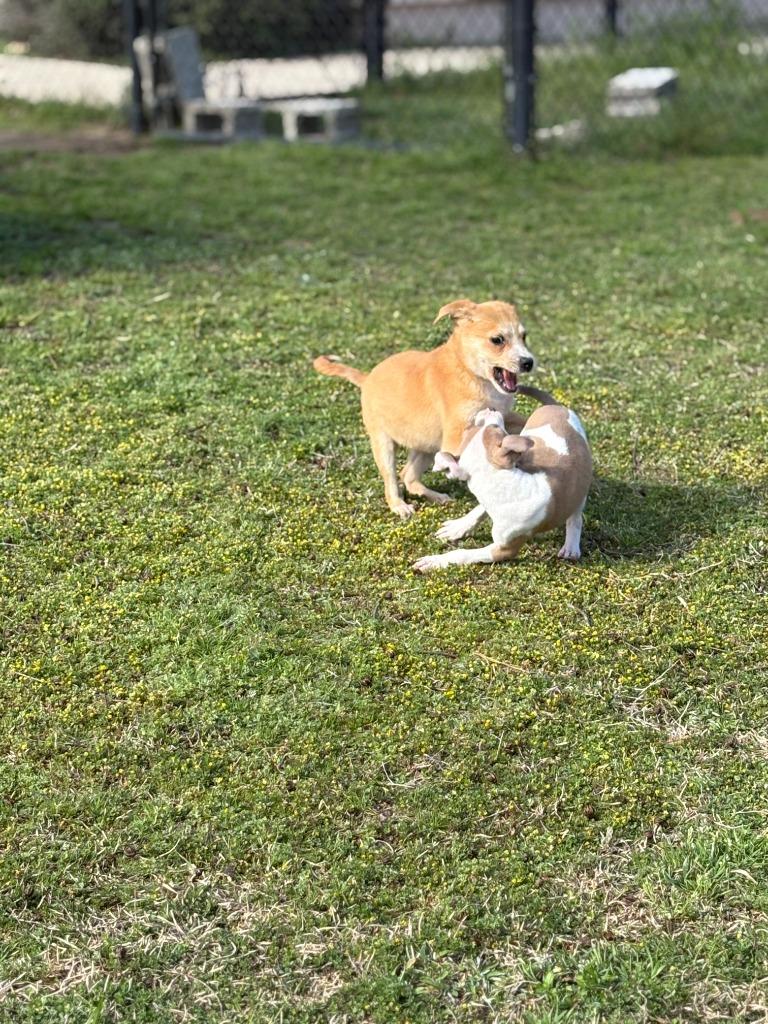 Enlarge Porsche, a Adoptable mixed breed in Effingham, SC image 1/4