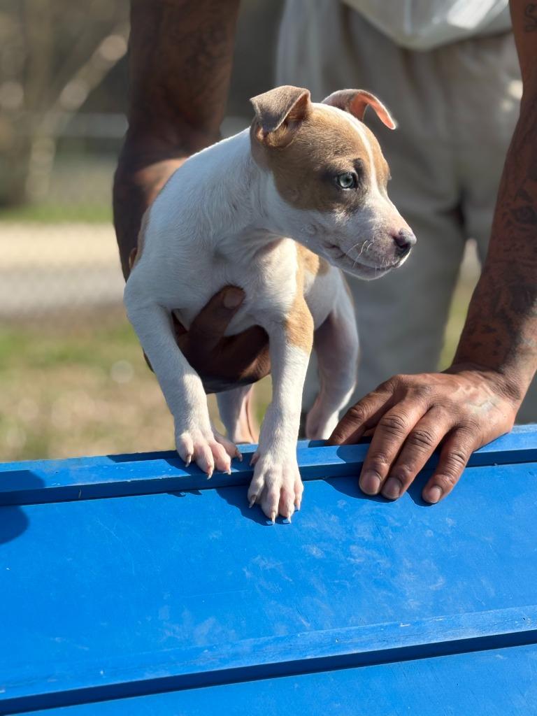 Enlarge Porsche, a Adoptable mixed breed in Effingham, SC image 2/4