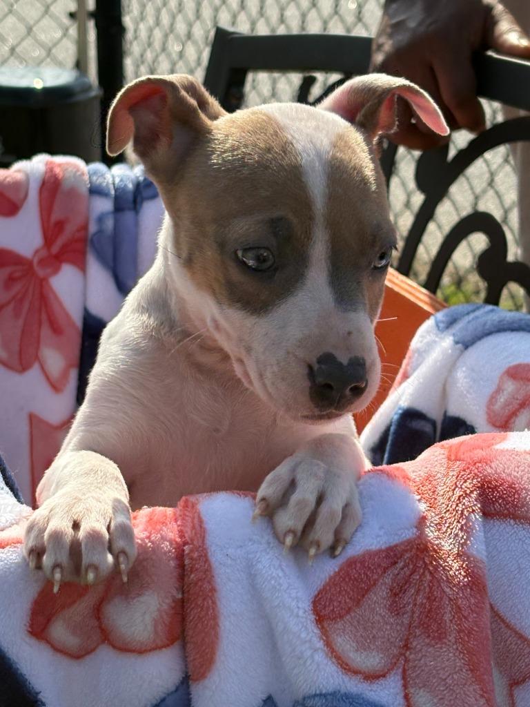 Enlarge Porsche, a Adoptable mixed breed in Effingham, SC image 3/4