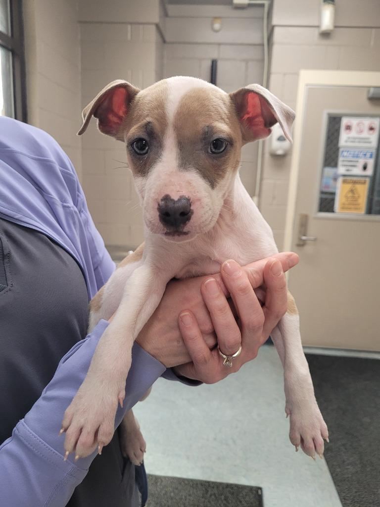 Enlarge Porsche, a Adoptable mixed breed in Effingham, SC image 4/4