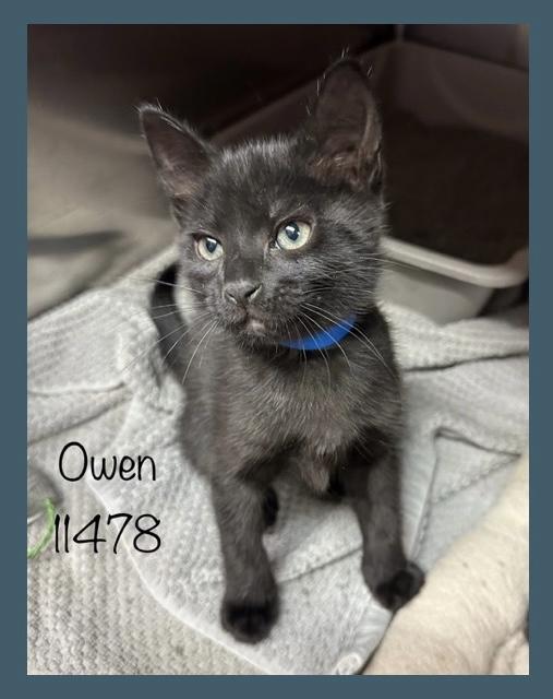 Owen
