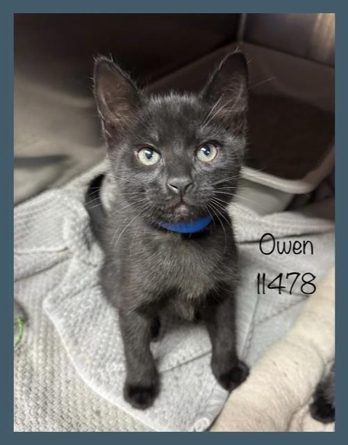 Owen