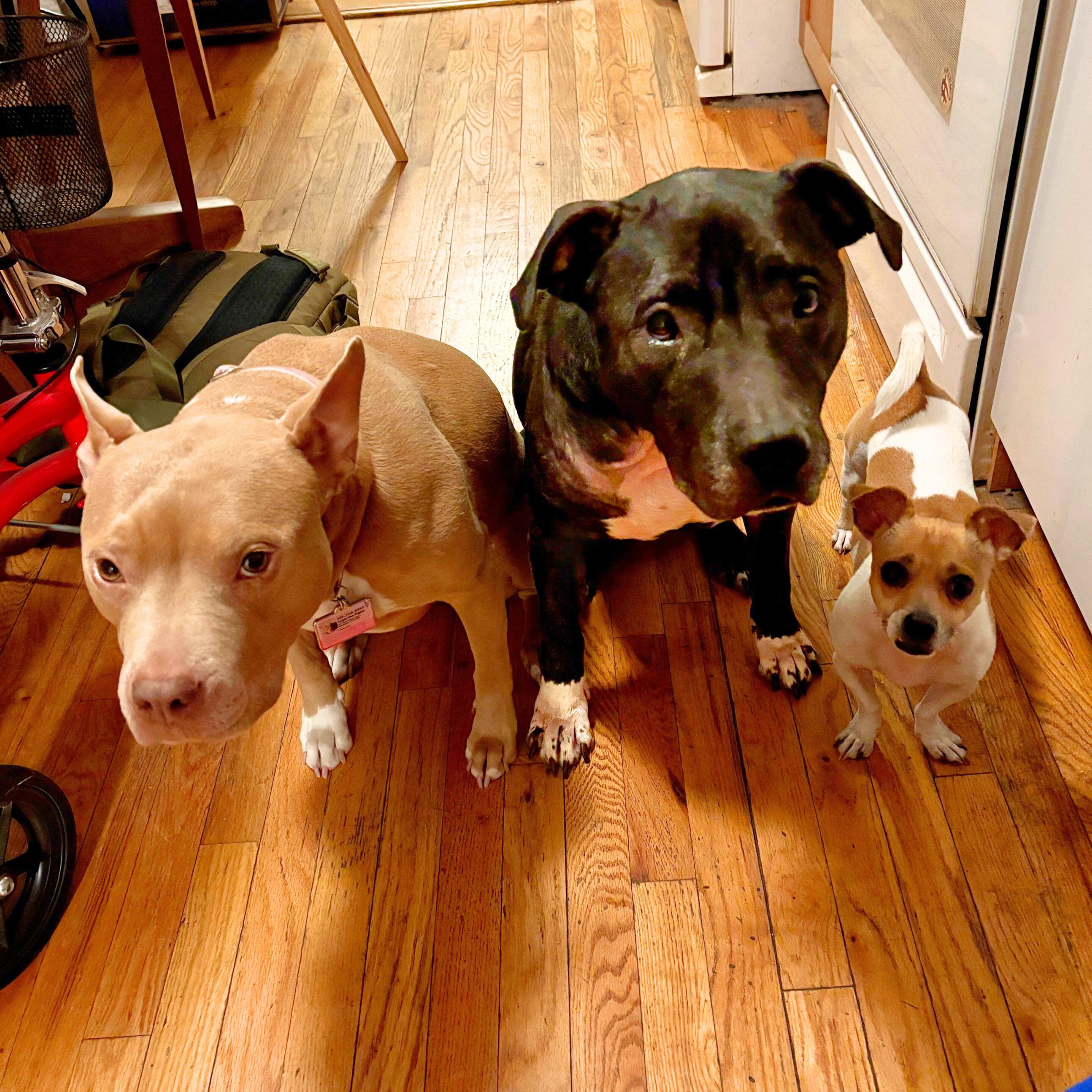 Enlarge Good, a ADOPTABLE mixed breed in New York, NY image 4/6