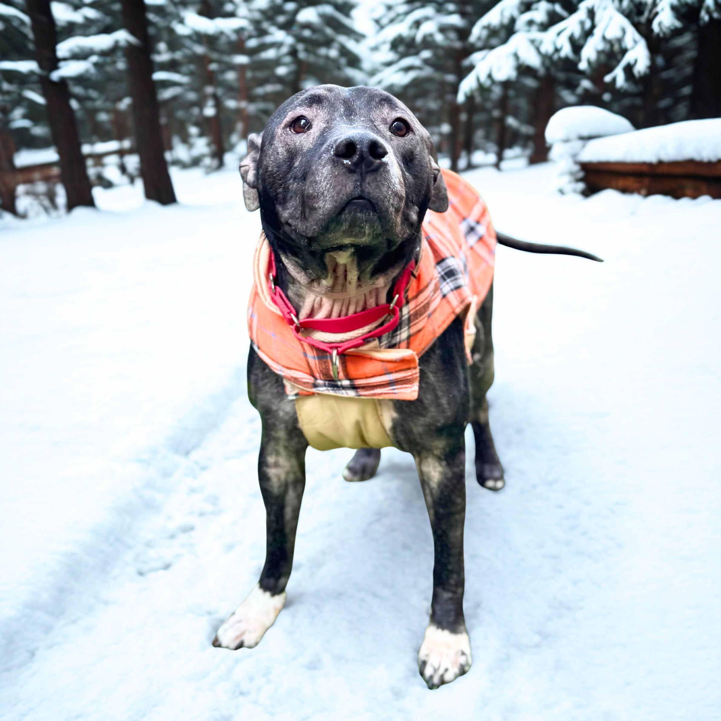 Enlarge Good, a ADOPTABLE mixed breed in New York, NY image 2/6