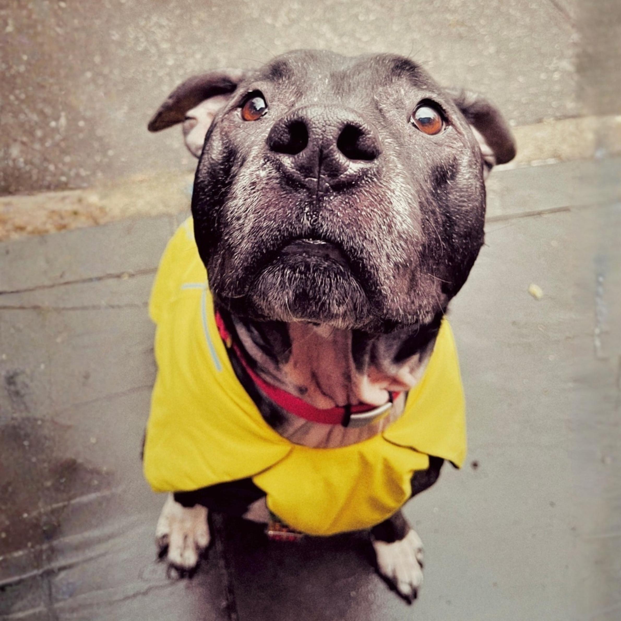 Enlarge Good, a ADOPTABLE mixed breed in New York, NY image 1/6