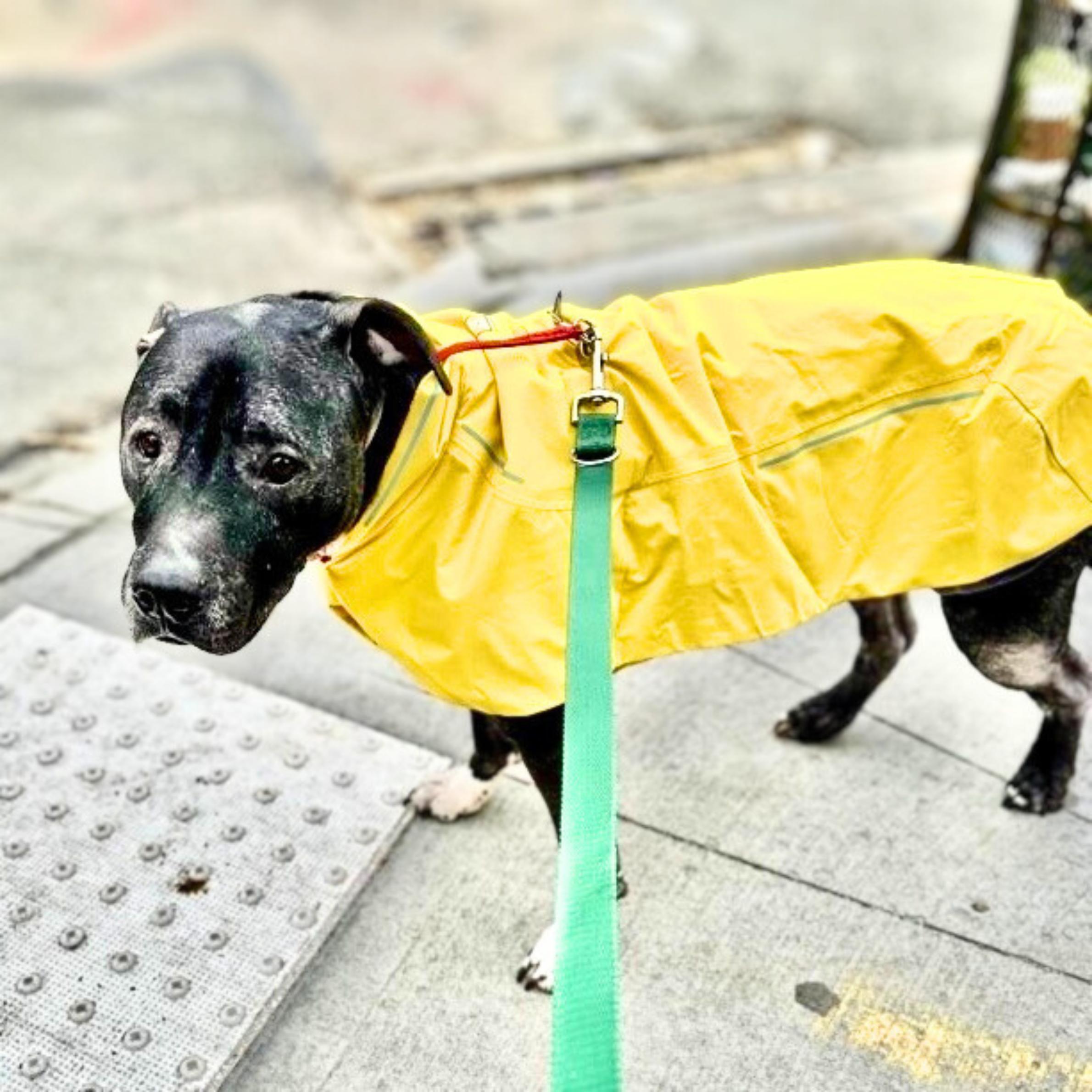 Enlarge Good, a ADOPTABLE mixed breed in New York, NY image 3/6