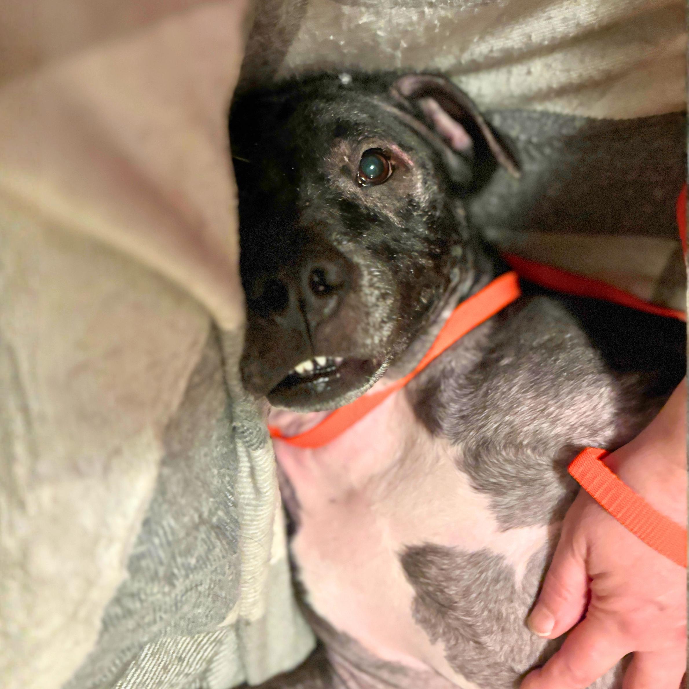 Enlarge Good, a ADOPTABLE mixed breed in New York, NY image 5/6