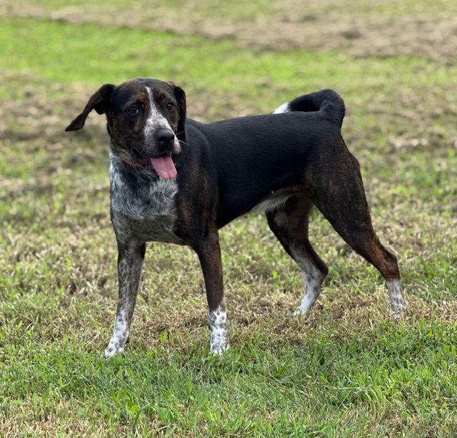 Orieana, Adoptable, Young Female Catahoula Leopard Dog.