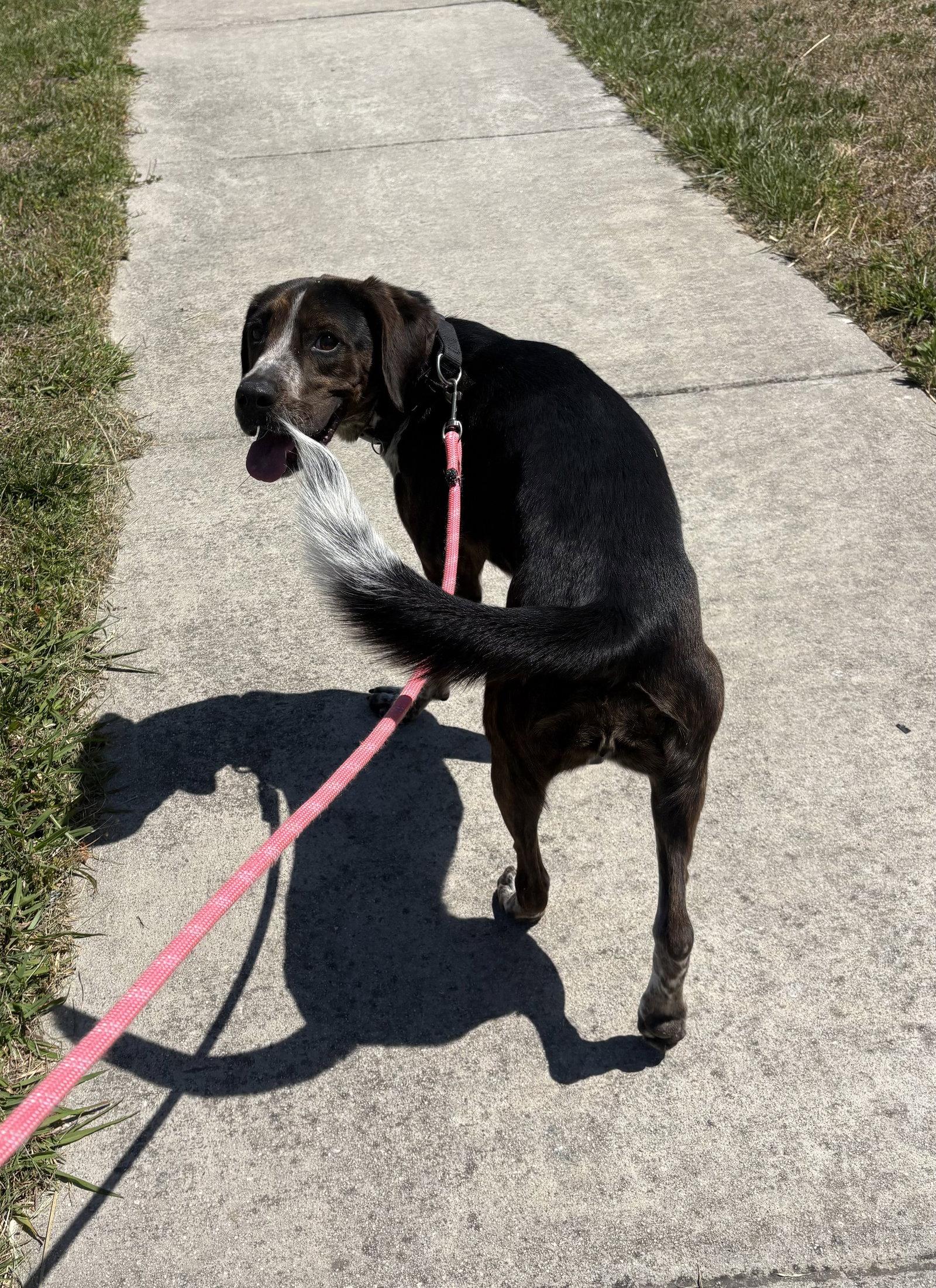 Orieana, Adoptable, Young Female Catahoula Leopard Dog.