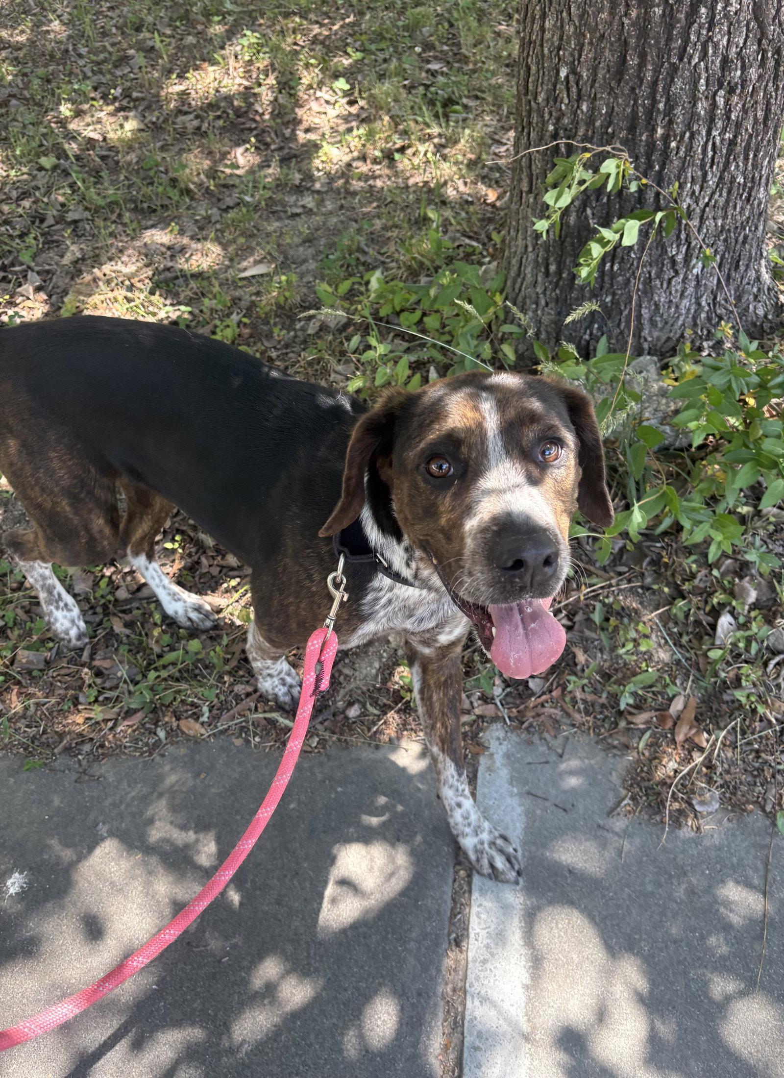 Enlarge Orieana, a Adoptable Catahoula Leopard Dog in Raleigh, NC image 2/3