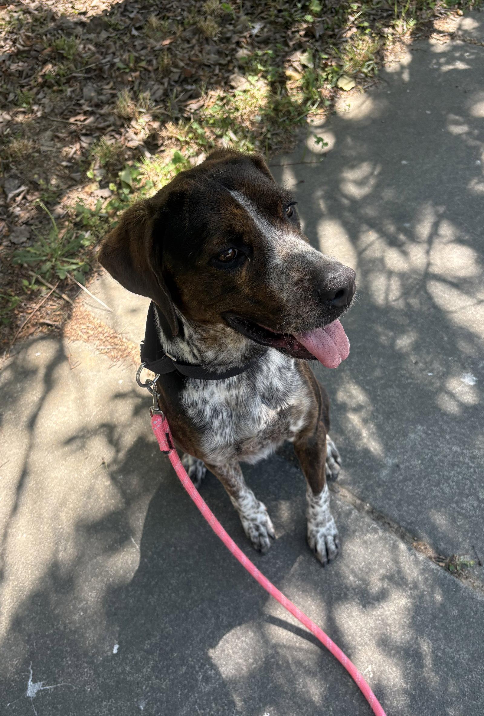 Enlarge Orieana, a Adoptable Catahoula Leopard Dog in Raleigh, NC image 3/3