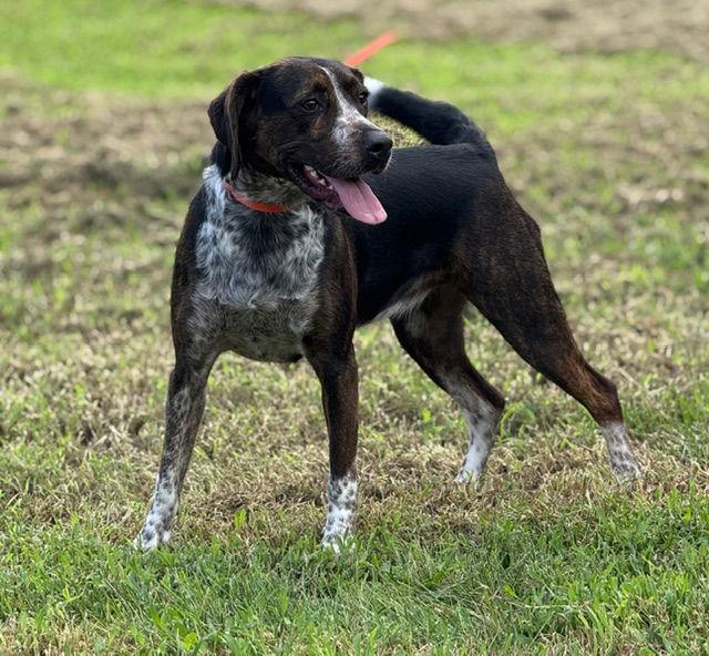 Enlarge Orieana, a Adoptable Catahoula Leopard Dog in Raleigh, NC image 2/2