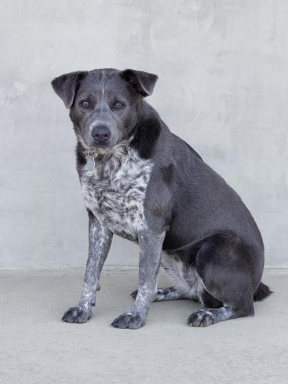 Marcella, a Adoptable mixed breed in Longmont, CO image 1/3