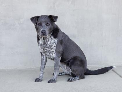 Marcella, a Adoptable mixed breed in Longmont, CO image 2/3