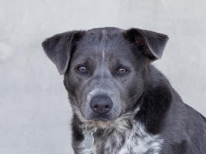 Marcella, a Adoptable mixed breed in Longmont, CO image 3/3
