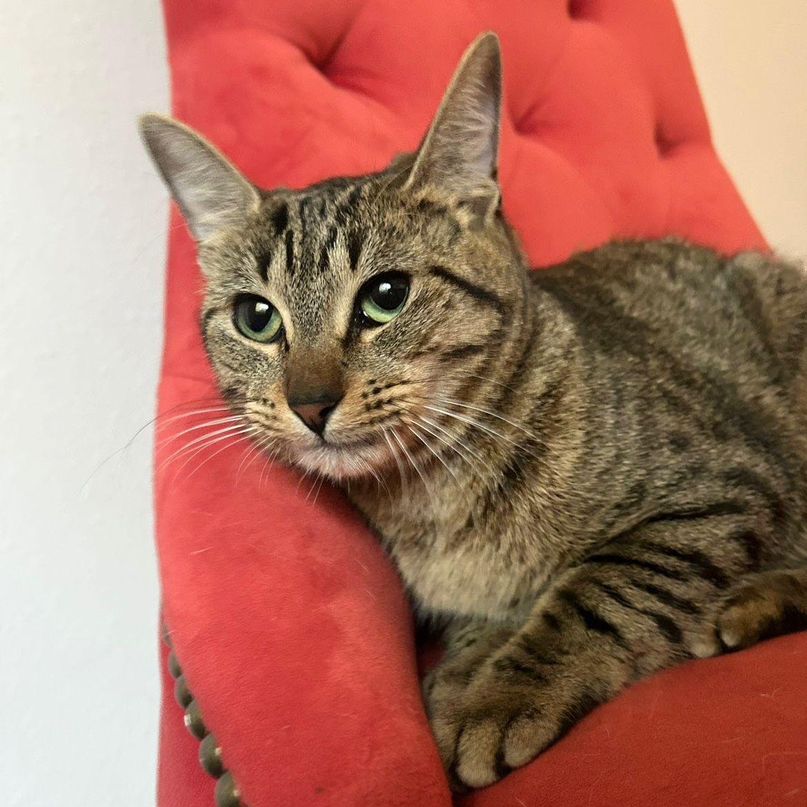 Maira, Adoptable, Young Female Tabby & Domestic Short Hair.