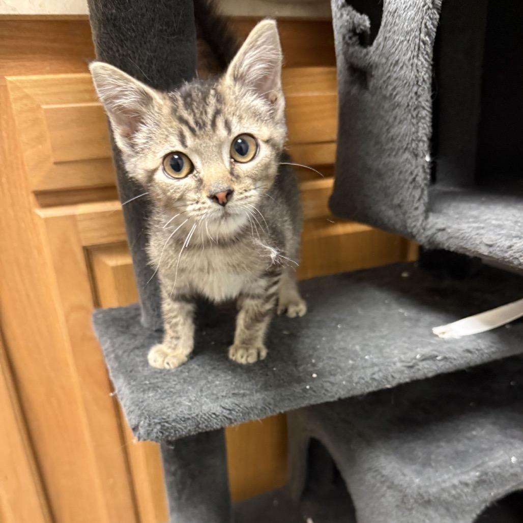 Archie, ADOPTABLE, Kitten Male Domestic Short Hair.