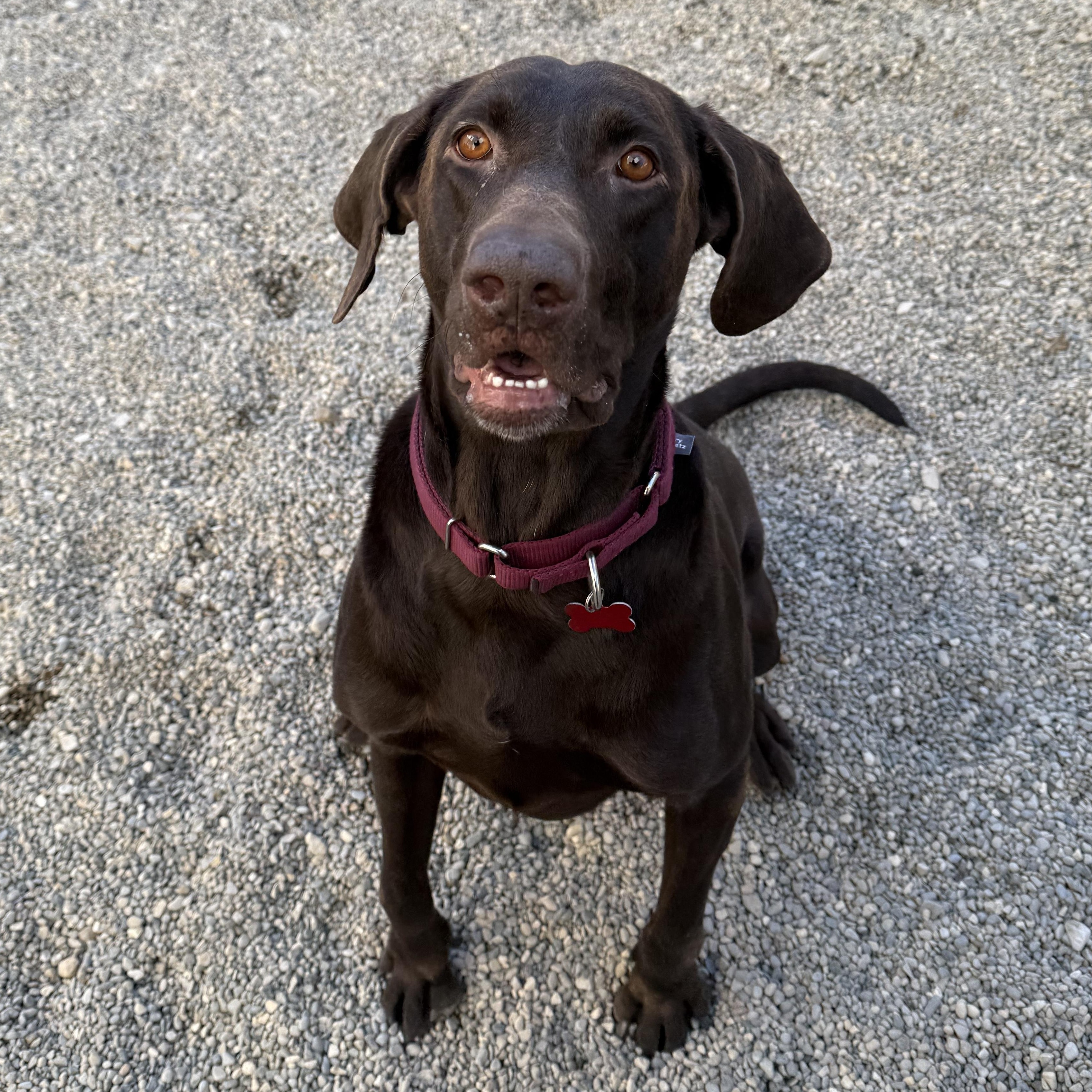 Choco, a Adoptable Chocolate Labrador Retriever in Detroit, MI image 1/5