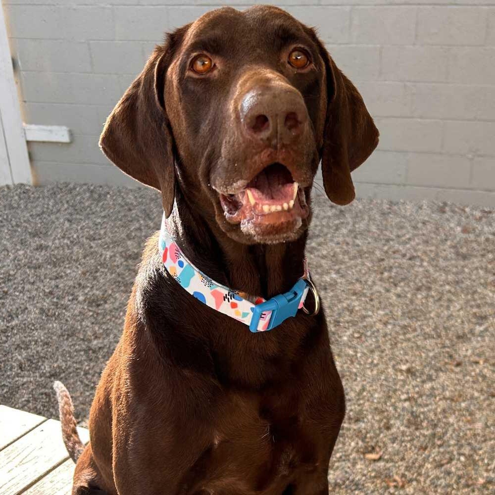 Choco, a Adoptable Chocolate Labrador Retriever in Detroit, MI image 2/5