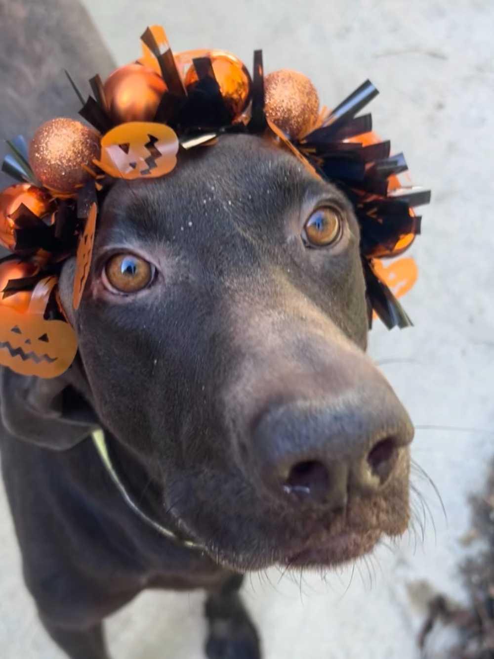 Choco, a Adoptable Chocolate Labrador Retriever in Detroit, MI image 3/5