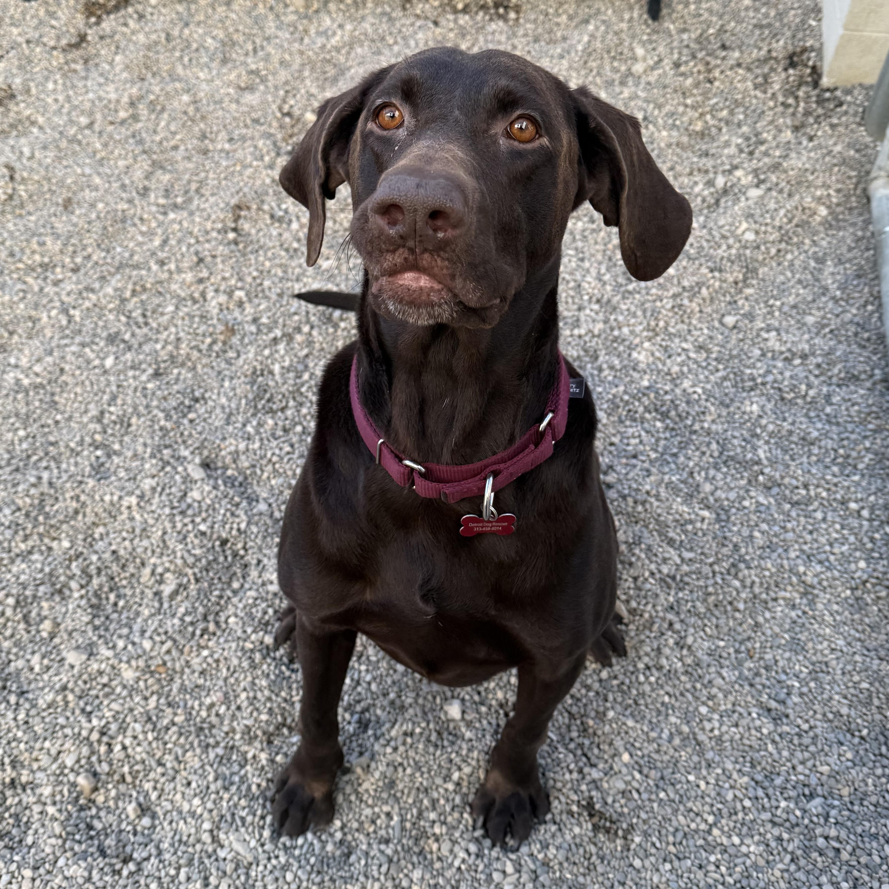 Choco, a Adoptable Chocolate Labrador Retriever in Detroit, MI image 5/5