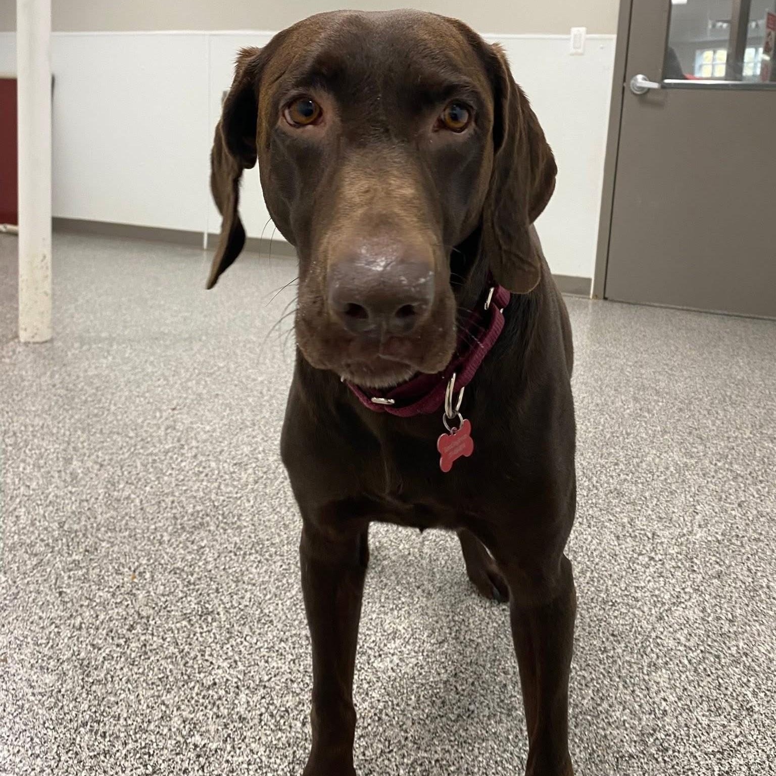 Enlarge Choco, a Adoptable Chocolate Labrador Retriever in Detroit, MI image 1/6