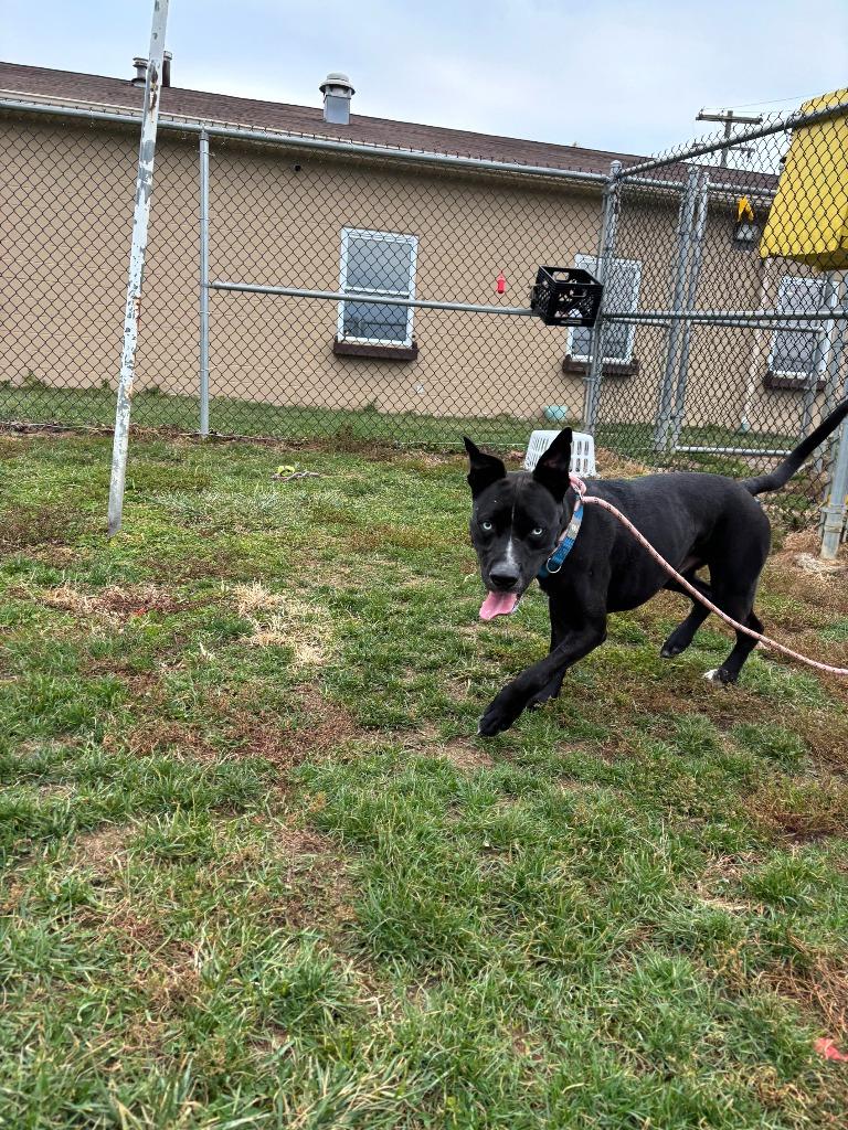Bud, Adoptable, Adult Male Mixed Breed.