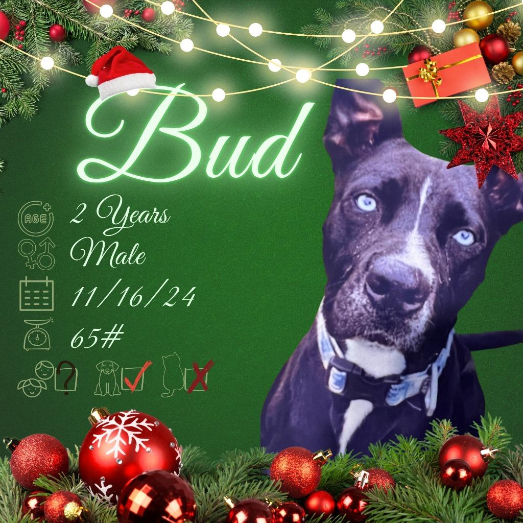 Enlarge Bud, a Adoptable Mixed Breed in New Manchester, WV image 2/6