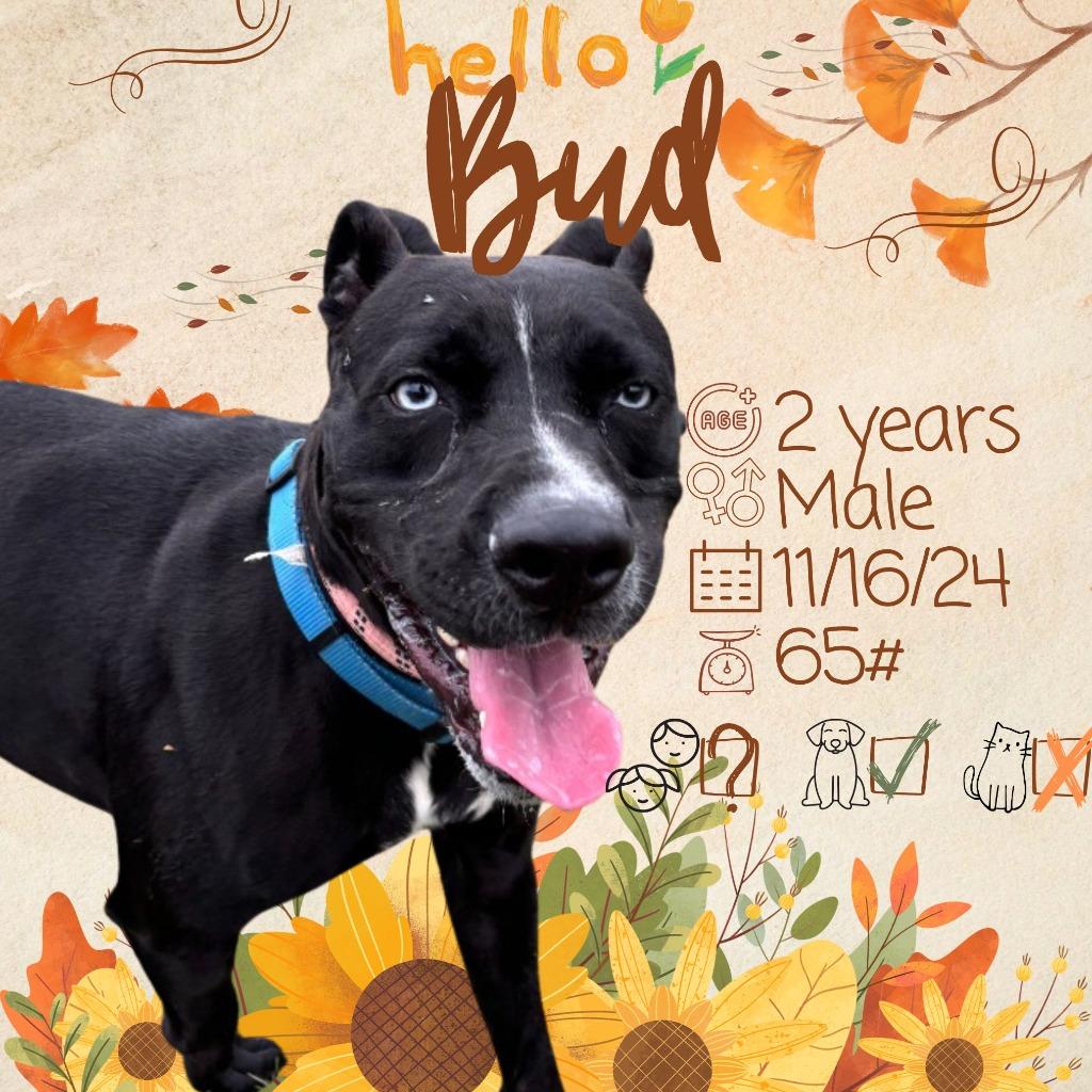 Enlarge Bud, a Adoptable Mixed Breed in New Manchester, WV image 3/6